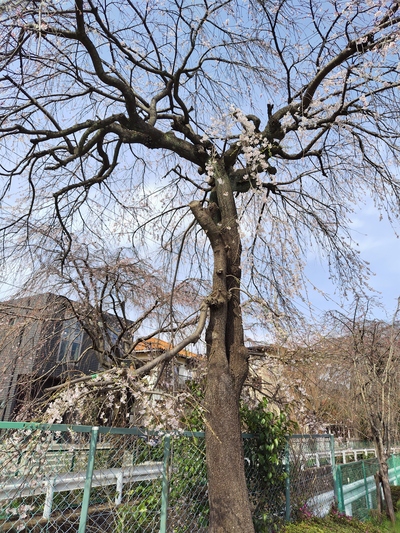 砂川掘（小手指町二丁目交差点付近）の桜