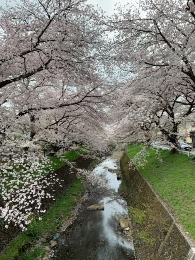 東川の桜