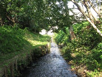 東川と桜の風景