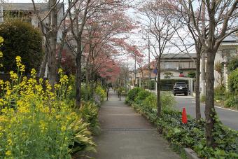 道路沿いのハナミズキボタン桜