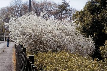 椿峰西公園の雪柳の写真