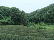 北野南二丁目里山保全地域（茶畑）の写真