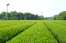 狭山茶の茶畑の写真