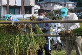 稲を束ねる市長の写真