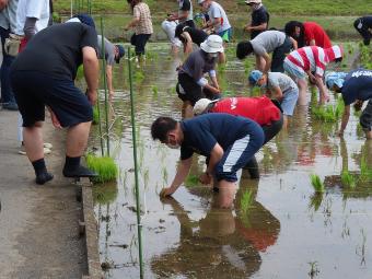 田植え作業をする市長の様子