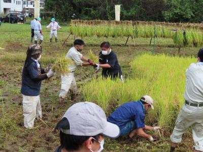 田んぼで稲刈りをする市長の写真