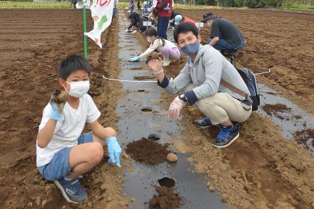 畑で向かい合ってしゃがみ、サトイモの種芋をカメラに見せる父親と男の子t