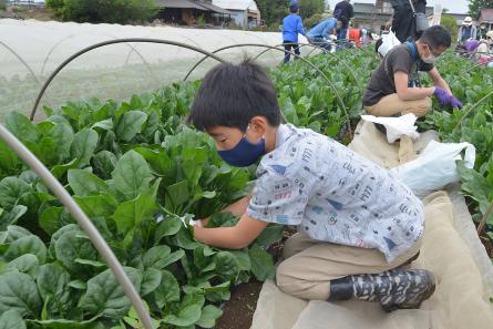 しゃがみこんでホウレンソウを収穫する男の子