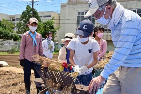 脱穀している様子